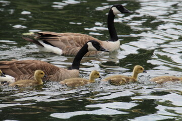 country goose on the water, William Hawrelak Park, Edmonton, Alberta