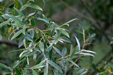 White willow // Silber-Weide (Salix alba)