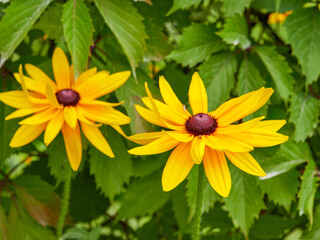 Bright yellow rudbeckia or Black Eyed Susan flowers in the garden