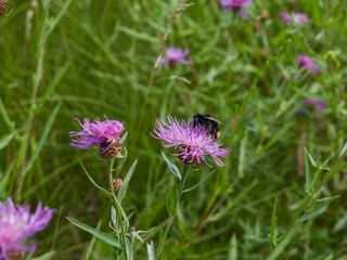 Honey bee on blue aster