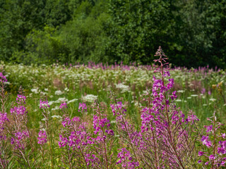 Beautiful colorful summer spring natural landscape with a lake in Park surrounded by green foliage of trees in sunlight and stone path in foreground.