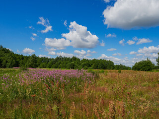 Beautiful colorful summer spring natural landscape with a lake in Park surrounded by green foliage of trees in sunlight and stone path in foreground.