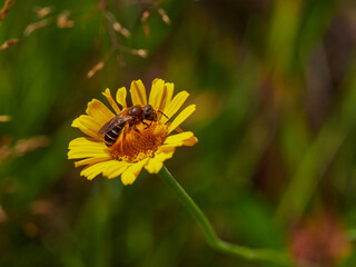 Honey bee on blue aster