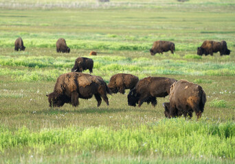 close up on wild bison on the meadow