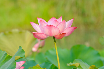 Obraz premium close up on blooming pink lotus flower with green leaves