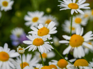Flowering of daisies. Oxeye daisy, Leucanthemum vulgare, Daisies, Dox-eye, Common daisy, Dog daisy, Moon daisy. Gardening concept