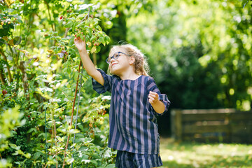 Happy little preschool girl with glasses picking and eating healthy raspberries in domestic garden in summer, on sunny day. Child having fun with helping. Kid on raspberry farm, ripe red berries.