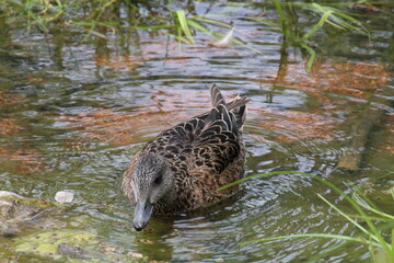duck in the water, William Hawrelak Park, Edmonton, Alberta