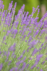 Close-up of blooming Provence field of violet fragrant lavender flowers in summer.