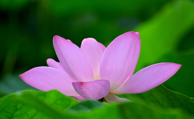 多胡碑記念館の古代蓮