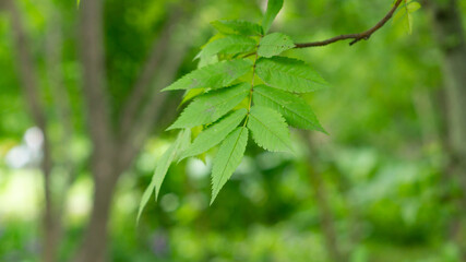 Bright green vegetation,grass,flowers,needles,dandelions on the alleys of the city square.