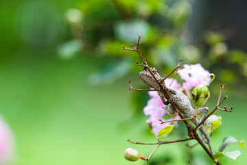 Ground Agama Lizard (or Oriental garden lizard) hiding on a tree branch with blurred background....