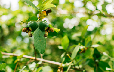 Fototapeta premium Fresh guavas hanging on a branch on a sunny day, A pair of small growing guavas hanging on a branch