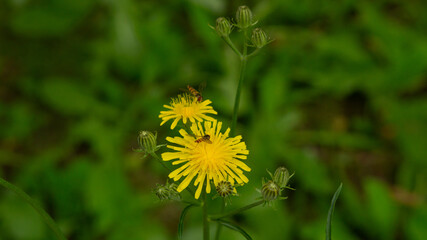 Bright green vegetation,grass,flowers,needles,dandelions on the alleys of the city square.