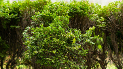 Fototapeta premium Bright green vegetation,grass,flowers,needles,dandelions on the alleys of the city square.