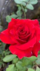 Red rose stunning