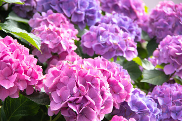 Fototapeta premium flowers