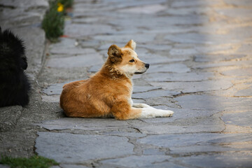 dog on the street