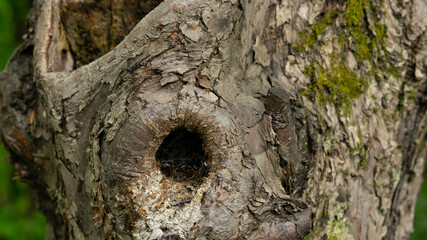 Obraz premium An unusual-looking bark of an old tree in a city park.
