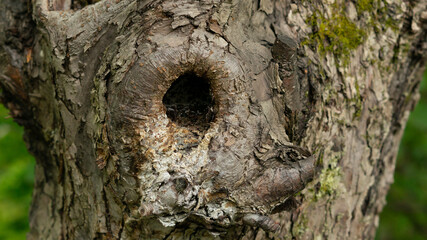 An unusual-looking bark of an old tree in a city park.