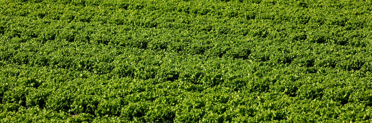 cultivated field with fresh green organic lettuce