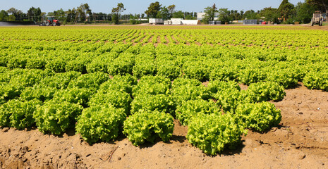 cultivated field with fresh green organic lettuce