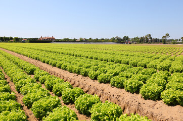 Fototapeta na wymiar cultivated field with fresh green organic lettuce