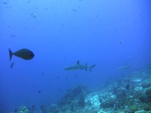 Whitetip reef shark (Triaenodon obesus) swimming over coral reef