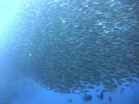 Huge school of fusilier