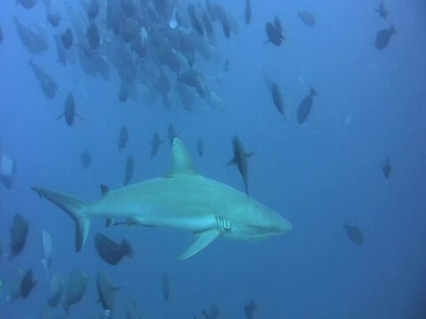 Gray reef shark (Carcharhinus amblyrhynchos) swimming close by