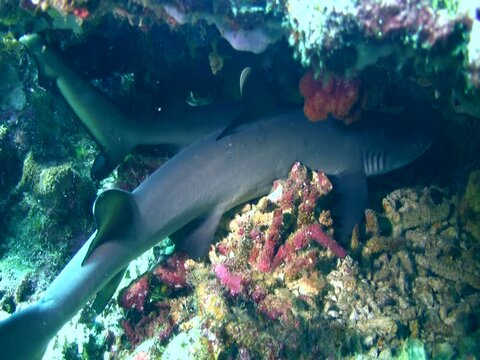 Whitetip reef shark (Triaenodon obesus) laying under coral