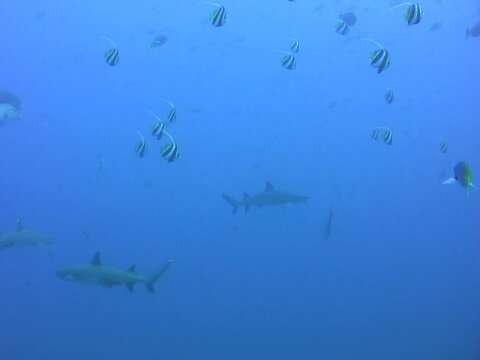 Whitetip reef shark (Triaenodon obesus) swimming close by