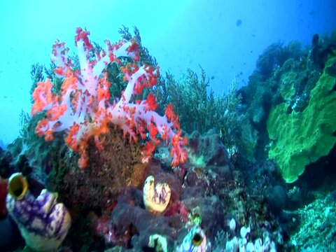 Various type of soft corals