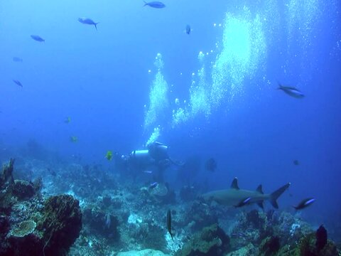 Whitetip reef shark (Triaenodon obesus) swimming over coral reef