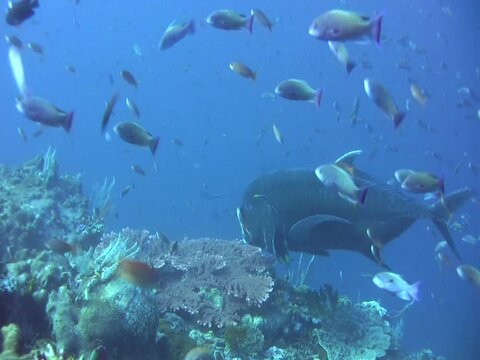 Giant trevally (Caranx ignobilis) hovering over coral reef