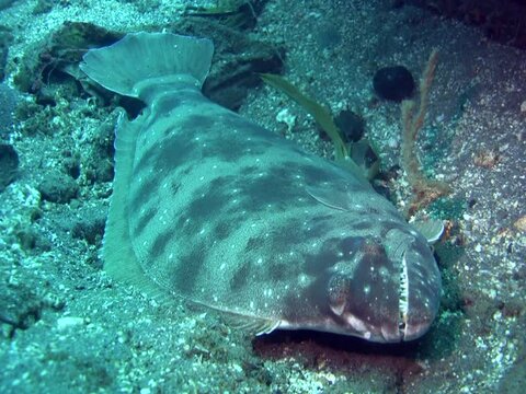 Indian halibut (psettodes erumei)