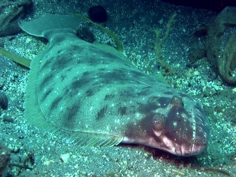 Indian halibut (psettodes erumei)