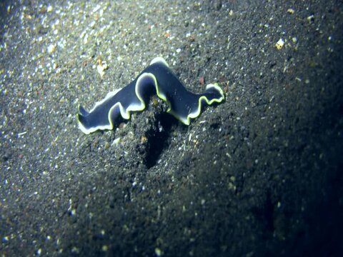 Flatworm (Pseudobiceros cf gloriosus)