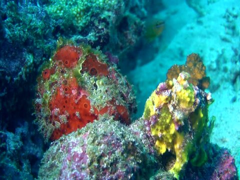 Painted frogfish (Antennarius pictus) with warty frogfish (Antennarius maculatus)