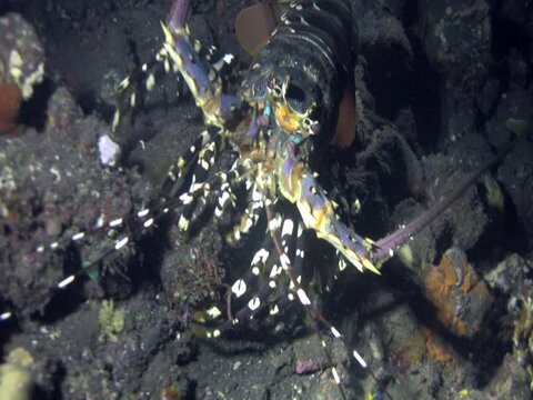 Ornate spiny lobster (Panulirus ornatus)