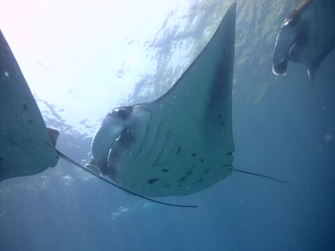 Giant manta ray (Manta birostris) swimming close by