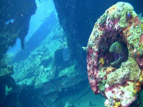 Giant moray (Gymnothorax javanicus) on libery wreck, tulamben, bali
