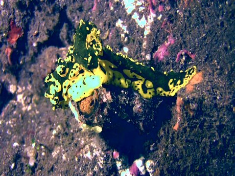 Sea slug or nudibranch Notodoris gardineri