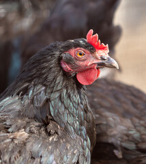 Portrait of a chicken in nature.