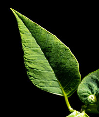 Green leaves on a tree isolated on a black background.