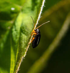 Beetle on a green leaf in nature.