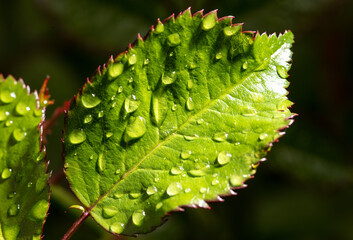 Water drops on a green leaf in nature.