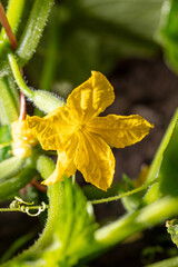 Yellow flower on a cucumber.