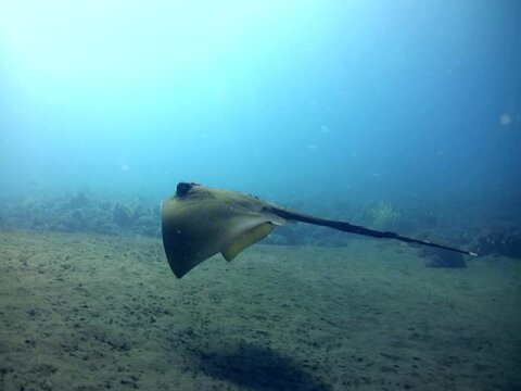 Blue-spotted stingray (Dasyatis kuhlii) swimming on the sand