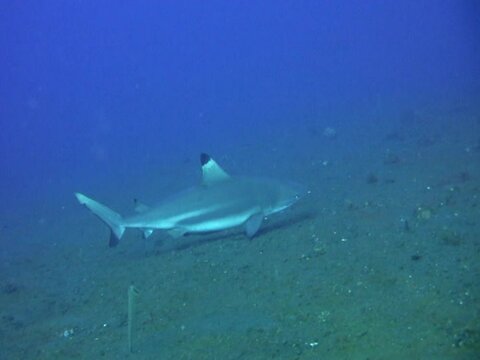 Blacktip reef shark (Carcharhinus melanopterus) swimming close by